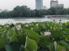 -莲花池公园