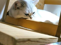 -滚猫咖啡·猫咖·猫友好撸猫(未来城店)