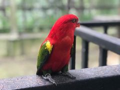 -吉隆坡雀鸟公园