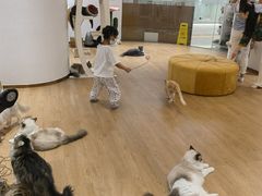 -1013 PET SHOP精品宠物商店(丁香店)