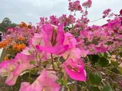 -莲花山公园
