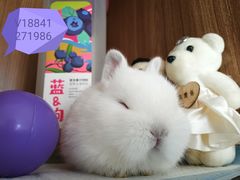 -宠物兔专门店(天丰利市场店)