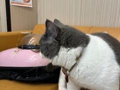 -瑞派宠物医院(搏威敦和院)