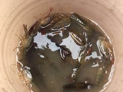 -同銮特种养殖场·龙虾垂钓