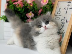 -小猫来了·猫舍(红山六九七九店)