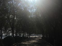 -丁香湖公园