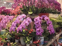 -双季花艺园艺市场(浦东店)