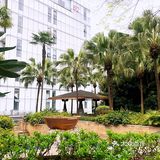 落地的杏花 妙龄的梨花