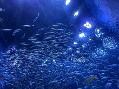 -海合安成都极地海洋公园