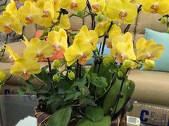 -双季花艺园艺市场(浦东店)