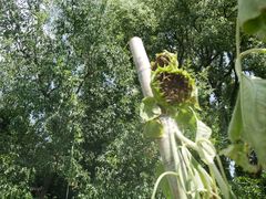 -胡姬港湾幼儿园(龙华丰谷园)