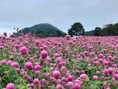 -广州市石门国家森林公园