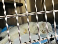 -艾贝尔宠物医院·狂犬免疫点(江山金象城店)