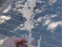 -花溪公园