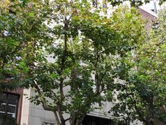 -上海市静安区图书馆(新闸路馆)
