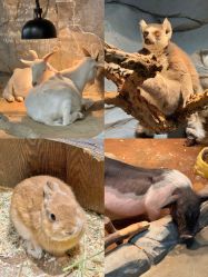 -Zoolung Zoolung动物主题公园(海信广场店)