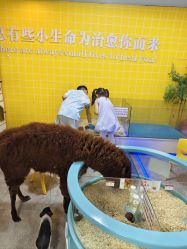 点击看大图 -神奇动物撸宠馆·羊驼·小浣熊·异宠(豫园店)