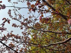 -高东镇樱花园