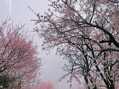 -北宫国家森林公园