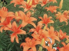 -荷兰花海