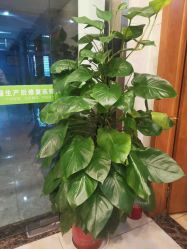 点击看大图 -Dr.林醫生产后修复·配方产康(南京江宁万达店)