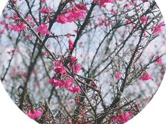 -天适樱花悠乐园