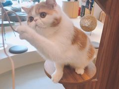 -飞行喵MR PILOT|猫舍·猫咖(静安大融城店)