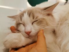 -飞行喵MR PILOT|猫舍·猫咖(静安大融城店)