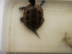 -灵龟之家百象馆(百象馆联合旗舰店)