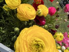 -荷兰花海