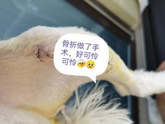 -伟伟宠物医院·CT影像中心·瑞派犬猫综合性门诊(汉口总院)