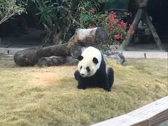 -灵玲国际马戏城