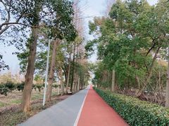 -上海长兴岛郊野公园