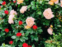 -人民公园(罗湖区)