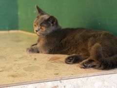 -飞行喵MR PILOT|猫舍·猫咖(静安大融城店)
