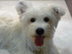 -翊宠yipet猫狗购宠庄园犬舍•猫舍