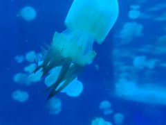 -秦皇岛新澳海底世界