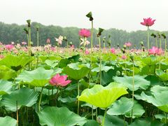 -东郊湿地公园