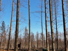 -黄海国家森林公园