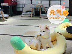 -逗柴咖啡屋·狗咖猫咖宠物桌游
