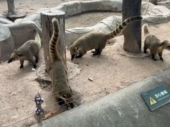 -深圳野生动物园
