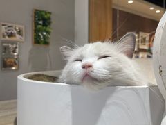 -藏猫猫咖啡主题馆(中央大道店)