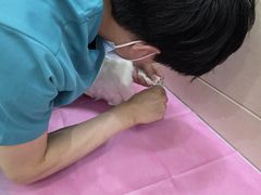 -北京观赏动物医院·24小时大型综合·猫专科·异宠专科