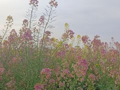 -中国天府农业博览园