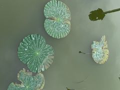 -葛仙湖公园