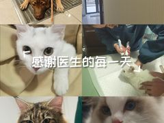 -守诺宠物医院·眼科· 特色牙科·异宠专科(虹口店)