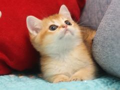 -Bastet sally猫舍购宠(静安店)