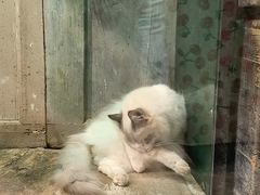 -猫咪博物馆(顶澳仔猫街店)