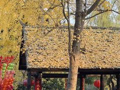 -黄龙溪古镇-古龙寺