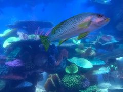 -迪拜帆船酒店海底餐厅